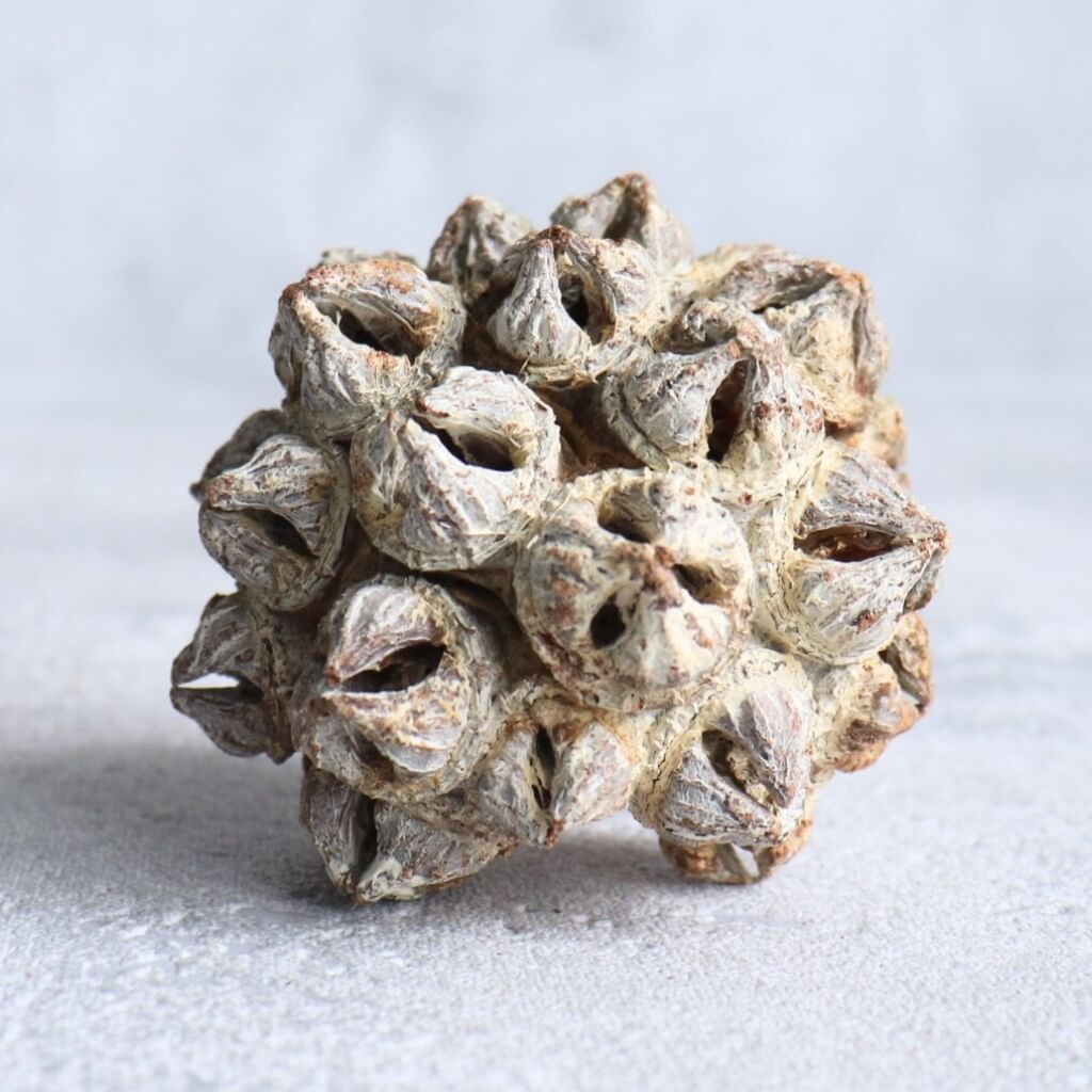 Eukalyptus Spidergums – bělený, sušený plod do květinových aranžmá a dekorací